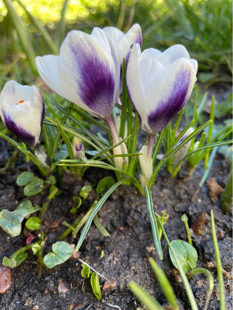 Botanisk krokus 'Prince Claus'